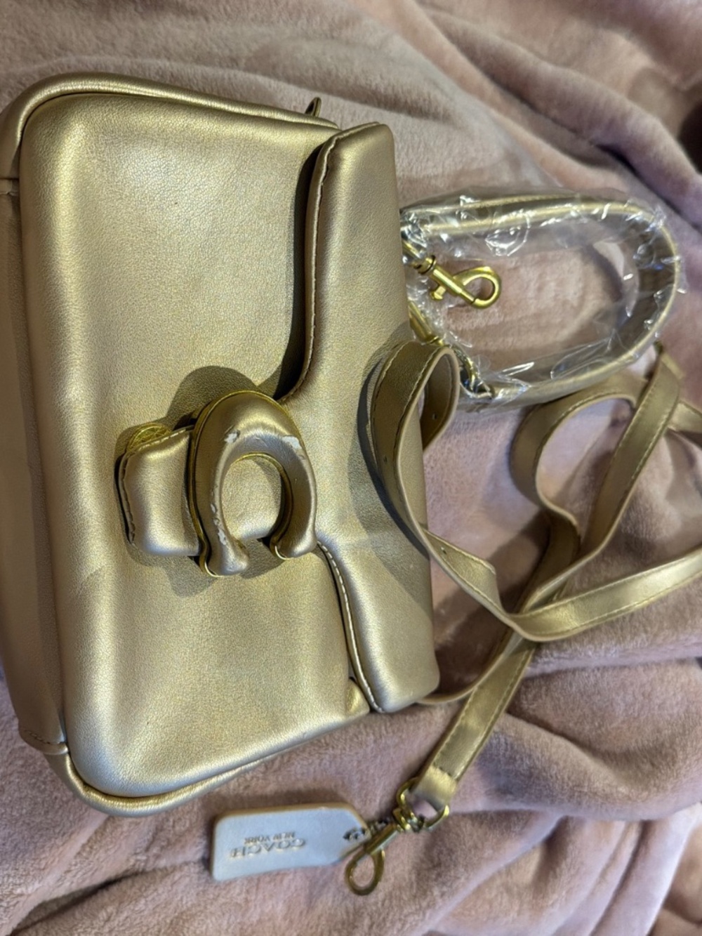 Golden coach tabby 18